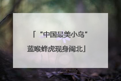“中国最美小鸟”蓝喉蜂虎现身闽北