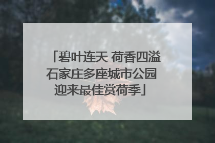 碧叶连天 荷香四溢 石家庄多座城市公园迎来最佳赏荷季