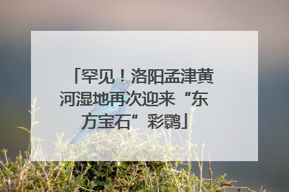罕见！洛阳孟津黄河湿地再次迎来“东方宝石”彩鹮