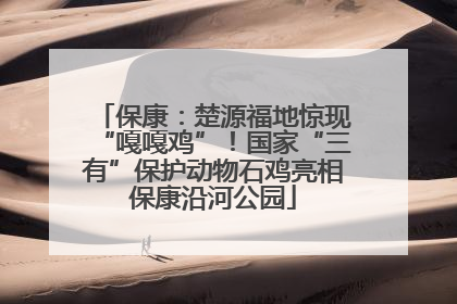 保康：楚源福地惊现“嘎嘎鸡”！国家“三有”保护动物石鸡亮相保康沿河公园