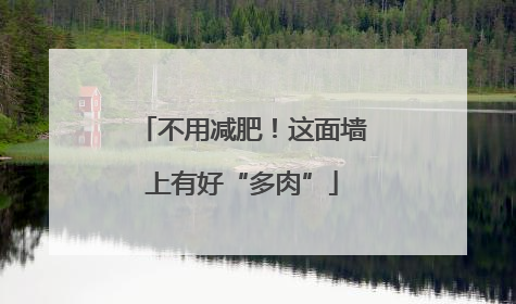 不用减肥！这面墙上有好“多肉”