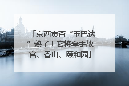 京西贡杏“玉巴达”熟了！它将牵手故宫、香山、颐和园