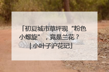 初夏城市草坪现“粉色小螺旋”，竟是兰花？ | 小叶子沪花记