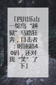 四川乐山一鸵鸟“越狱”马路狂奔，目击者：时速超40码，还对我“笑”了下