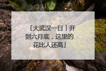 大武汉一日︱开到六月底，这里的花比人还高