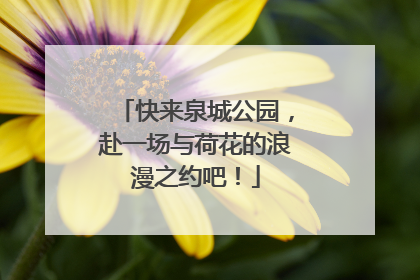 快来泉城公园，赴一场与荷花的浪漫之约吧！