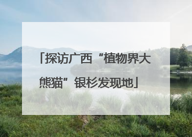 探访广西“植物界大熊猫”银杉发现地