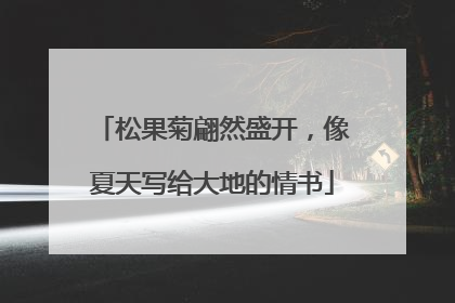 松果菊翩然盛开，像夏天写给大地的情书