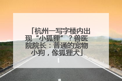 杭州一写字楼内出现“小狐狸”？兽医院院长：普通的宠物小狗，像狐狸犬