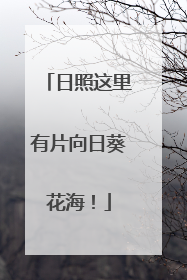 日照这里有片向日葵花海！