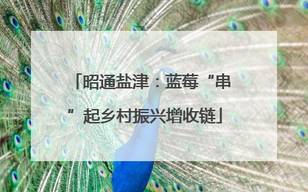 昭通盐津：蓝莓“串”起乡村振兴增收链