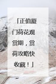 正值厦门荷花观赏期，赏荷攻略快收藏！