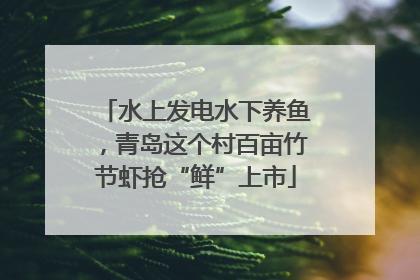 水上发电水下养鱼，青岛这个村百亩竹节虾抢“鲜”上市