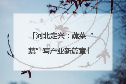 河北定兴：蔬菜“蔬”写产业新篇章