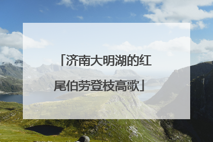 济南大明湖的红尾伯劳登枝高歌