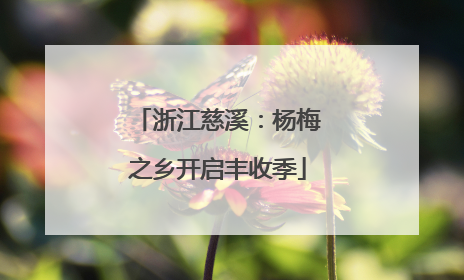 浙江慈溪：杨梅之乡开启丰收季