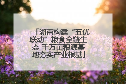 湖南构建“五优联动”粮食全链生态 千万亩粮源基地夯实产业根基