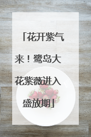 花开紫气来！鹭岛大花紫薇进入盛放期