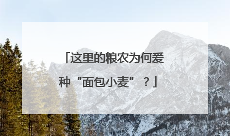 这里的粮农为何爱种“面包小麦”？