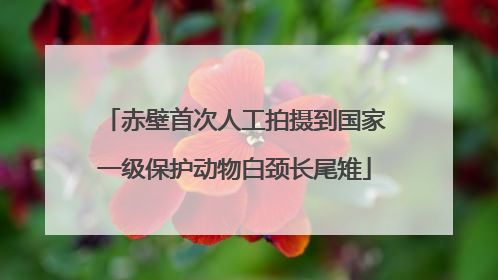 赤壁首次人工拍摄到国家一级保护动物白颈长尾雉