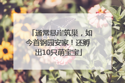 通常悬崖筑巢，如今首钢园安家！还孵出10只萌宝宝