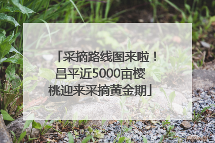 采摘路线图来啦！昌平近5000亩樱桃迎来采摘黄金期