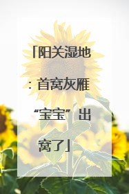 阳关湿地：首窝灰雁“宝宝”出窝了