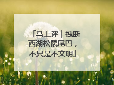 马上评｜拽断西湖松鼠尾巴，不只是不文明