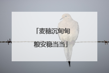麦穗沉甸甸 粮安稳当当