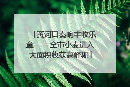 黄河口奏响丰收乐章——全市小麦进入大面积收获高峰期